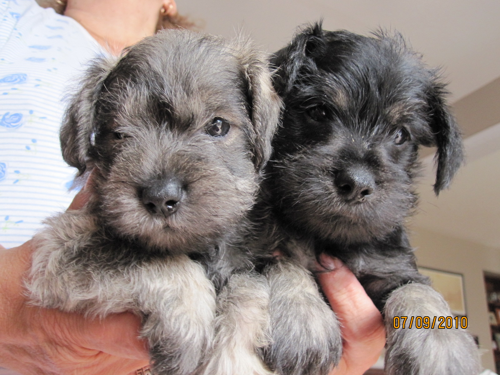 Puppies On The Bridge